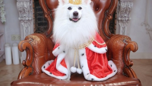 Don't forget the dog